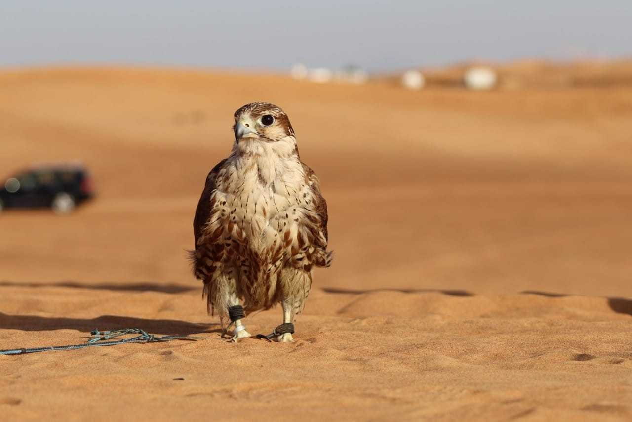 Desert Safari Image 5